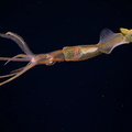 Squid (Grimalditeuthis), Galapagos, Ecuador